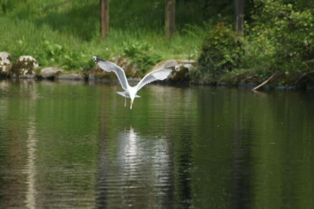 Stunning 3 Bed Riverside Cabin In Snowdonia Caeathro Buitenkant foto